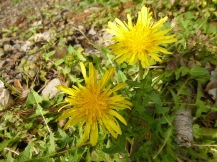 ★桜のお山の手入れ★