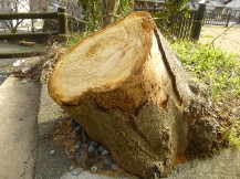 ★桜のお山の手入れ★