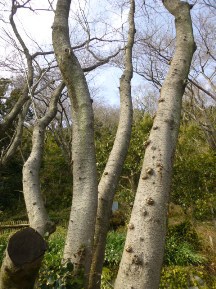 ★桜のお山の手入れ★