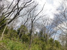 ★桜のお山の手入れ③★
