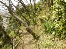 ★桜のお山の手入れ③★