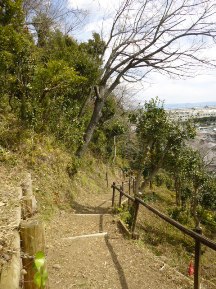 ★桜のお山の手入れ③★