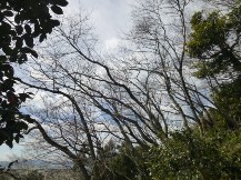 ★桜のお山の手入れ③★