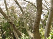★桜のお山の手入れ②★