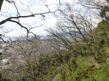 ★桜のお山の手入れ②★