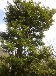 ★桜のお山の手入れ②★