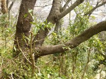 ★桜のお山の手入れ②★