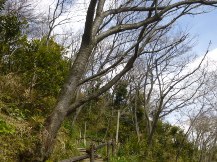 ★桜のお山の手入れ②★
