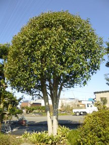 金木犀とチャボヒバ剪定 植木屋じぃじ 剪定 伐木 草刈 消毒 富士市