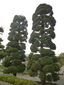 チャボヒバ 植木屋じぃじ 剪定 伐木 草刈 消毒 富士市 富士市 富士宮市