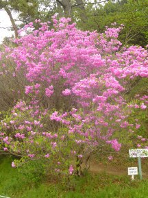 ★浜名湖「花博」①★