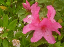 ★浜名湖「花博」①★