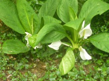 ★浜名湖「花博」①★