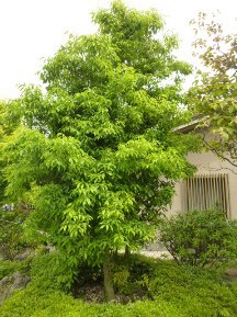 ★お庭の手入れ・年間管理★