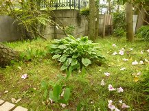 ★お庭の手入れ・年間管理★