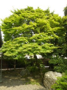 ★イロハモミジ・花は咲く★