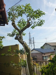 ★Ｉ様邸でお庭の手入れ★
