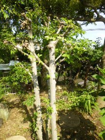 ★Ｉ様邸でお庭の手入れ★