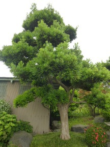 ★イヌマキ剪定・そして雨★