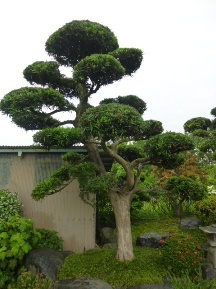 ★イヌマキ剪定・そして雨★