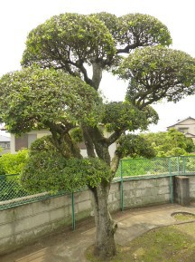 ★広い､広い・お庭の手入れ★