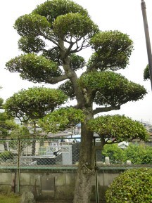 ★広い､広い・お庭の手入れ★