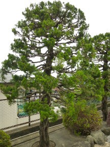 ★広い､広い・お庭の手入れ★