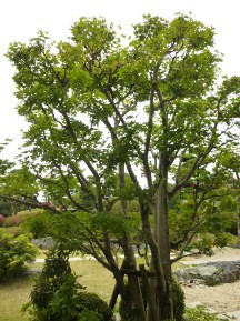 ★広い､広い・お庭の手入れ★