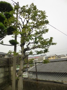 ★広い､広い・お庭の手入れ★