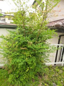★南天の剪定★