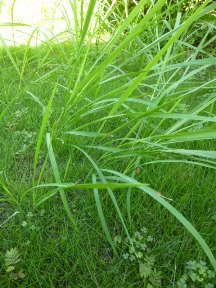 ★芝内のカヤ系雑草の対応★