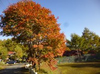 ★紅葉を観に行こうよう①★