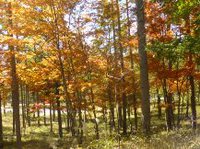 ★紅葉を見に行こうよう②★