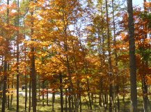 ★紅葉のしくみ②★