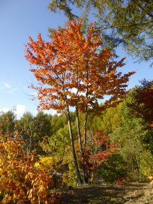 ★紅葉のしくみ②★