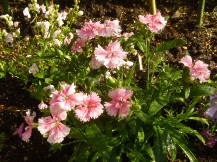 ★お花の植裁と高圧洗浄★