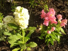 ★お花の植裁と高圧洗浄★