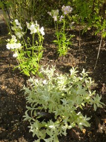 ★お花の植裁と高圧洗浄★