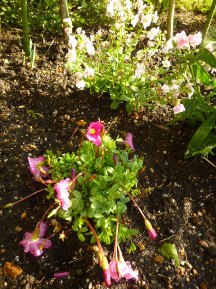 ★お花の植裁と高圧洗浄★