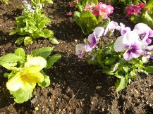 ★お花の植裁と高圧洗浄★