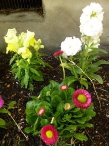 ★お花の植裁と高圧洗浄★