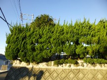 ★Ａ様邸・お庭の手入れ②★