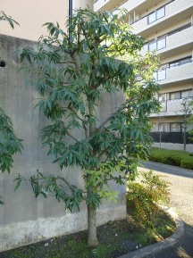 シラカシの剪定 植木屋じぃじ 剪定 伐木 草刈 消毒 富士市