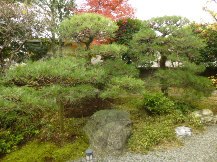 ★Ｋ様邸・松の揉み上げ剪定★