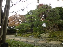 ★Ｋ様邸・松の揉み上げ剪定★