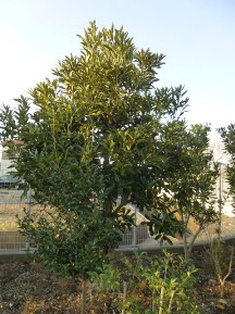 ★Ｓ社様・植木・手入れ５日目★