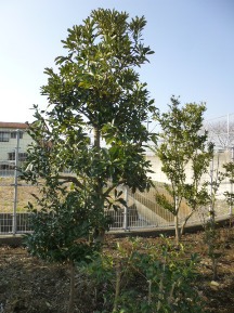 ★Ｓ社様・植木・手入れ５日目★