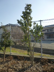 ★Ｓ社様・植木・手入れ５日目★