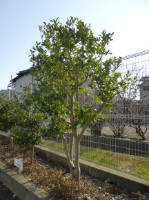 ★Ｓ社様・植木・手入れ５日目★