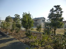 ★Ｓ社様・植木・手入れ５日目★